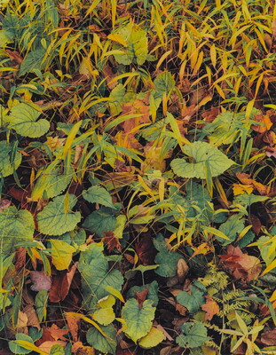 A color photograph of green and yellow grass, and foliage with large green leaves throughout.