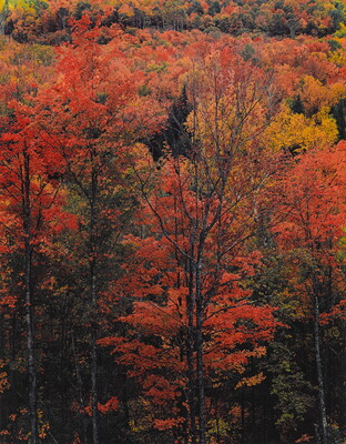 A color photograph of trees with bright yellow and orange foliage.