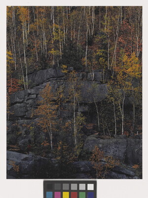 A color photograph of trees with yellow, red, orange, and green foliage growing on cliff ledges.