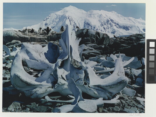 A color photograph of white whale bones on rocks and a large snowy mountain in the background.