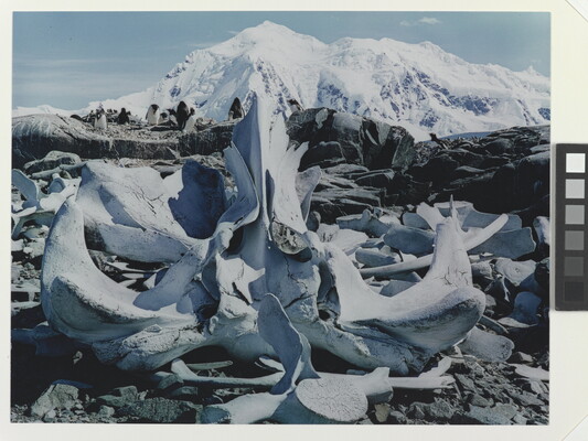 A color photograph of white whale bones on rocks and a large snowy mountain in the background.