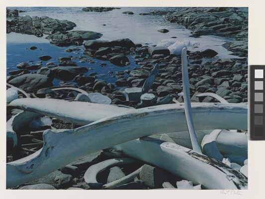 A color photograph of white whale bones on a rocky and icy shore.