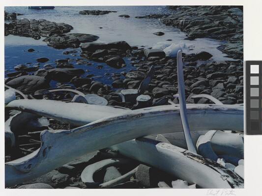 A color photograph of white whale bones on a rocky and icy shore.