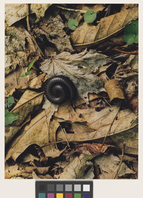 A color photograph of a black millipede curled up on a bed of dry leaves.