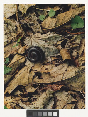 A color photograph of a black millipede curled up on a bed of dry leaves.