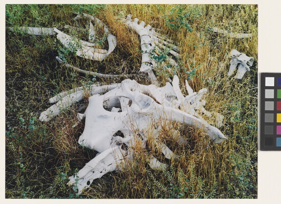A color photograph of various cow bones laying in tall grass.