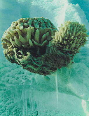 A color photograph of an ocean sponge surrounded by turquoise colored ice.