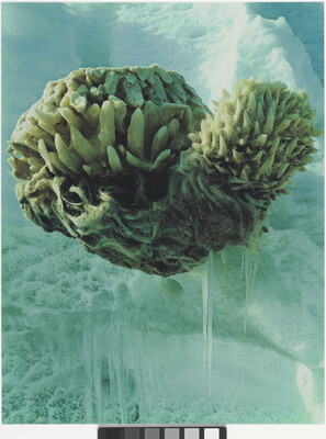 A color photograph of an ocean sponge surrounded by turquoise colored ice.