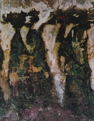 A close-up color photograph of a rock seeping with minerals, moss, and lichen that form abstract shapes.
