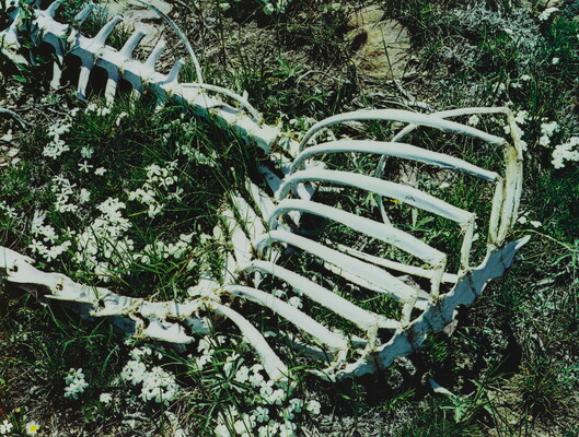 A color photograph of a sheep skeleton laying in grass amongst white flowers.