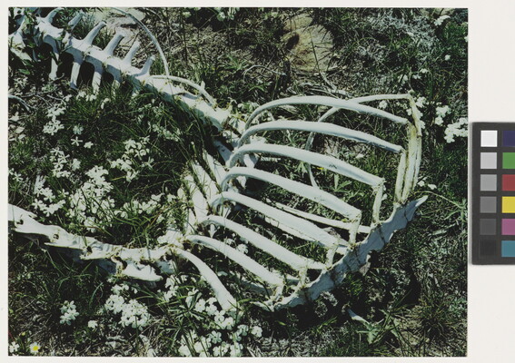 A color photograph of a sheep skeleton laying in grass amongst white flowers.