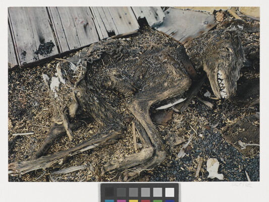 A color photograph of a mummified dog still wearing its collar.