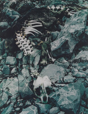 A color photograph of a seal skeleton on black rocks.