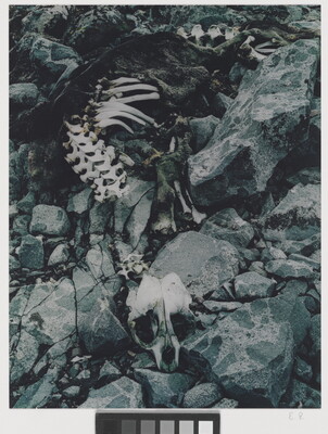 A color photograph of a seal skeleton on black rocks.