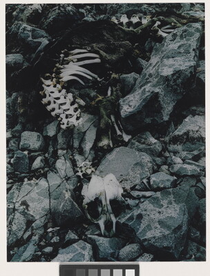 A color photograph of a seal skeleton on black rocks.