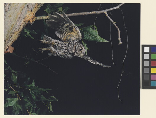 A color photograph of a gray and black feathered owl that just took flight from a tree branch.
