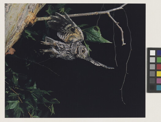 A color photograph of a gray and black feathered owl that just took flight from a tree branch.