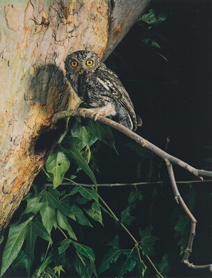 A color photograph of a gray and black feathered owl with big, golden eyes perched on a tree branch.