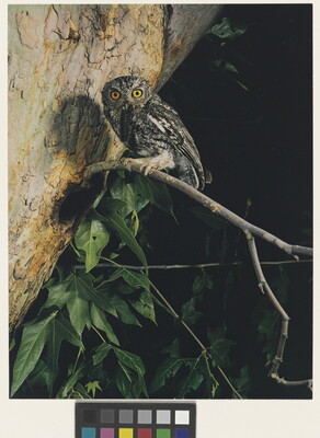 A color photograph of a gray and black feathered owl with big, golden eyes perched on a tree branch.