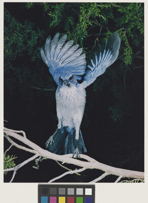 A color photograph of a blue and white bird, wings up and behind it, either landing on or taking off from a tree branch.