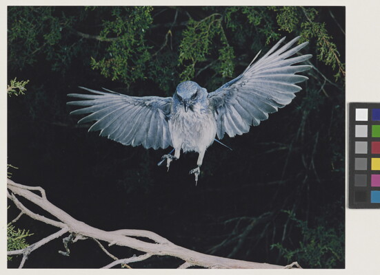 A color photograph of a blue and white bird, wings up and behind it, landing on a tree branch.