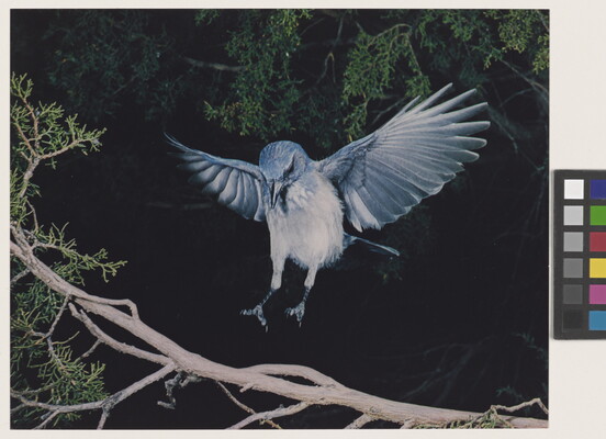 A color photograph of a blue and white bird, wings up and behind it, landing on a tree branch.