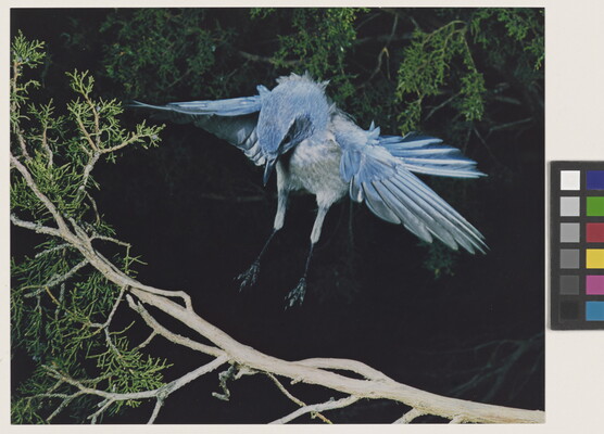 A color photograph of a blue and white bird, wings up and behind it, landing on a tree branch.