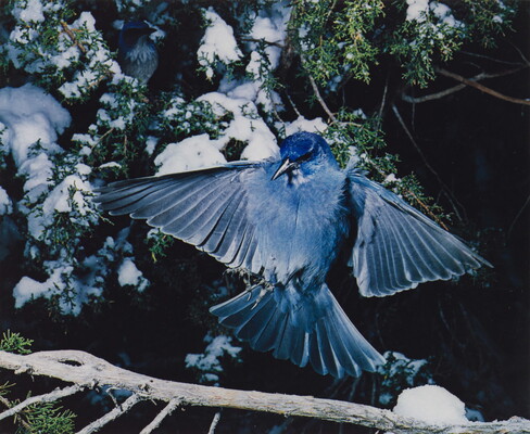 A color photograph of a blue bird, wings outspread, landing on a snowy tree branch.