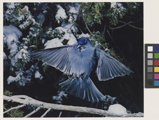 A color photograph of a blue bird, wings outspread, landing on a snowy tree branch.