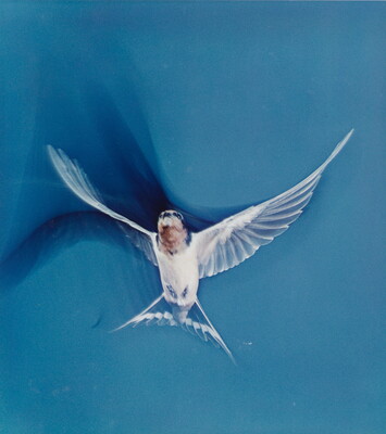 A color photograph of a mostly white bird in flight; shadows trace the movements of its wings.