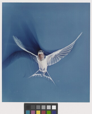 A color photograph of a mostly white bird in flight; shadows trace the movements of its wings.