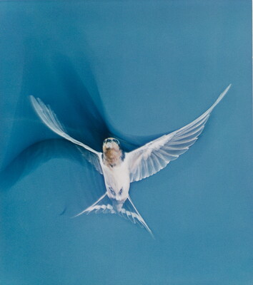 A color photograph of a mostly white bird in flight; shadows trace the movements of its wings.