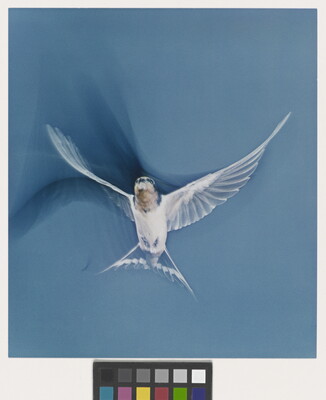 A color photograph of a mostly white bird in flight; shadows trace the movements of its wings.