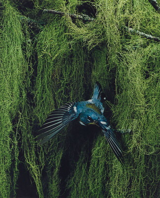 A color photograph of a blue, black, and yellow bird flying away from thick vegetation in the background.