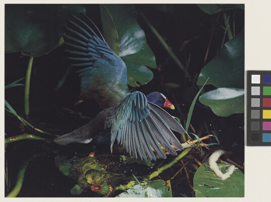 A color photograph of a iridescent blue bird with an orange and yellow beak, wings outstretched, in green foliage.