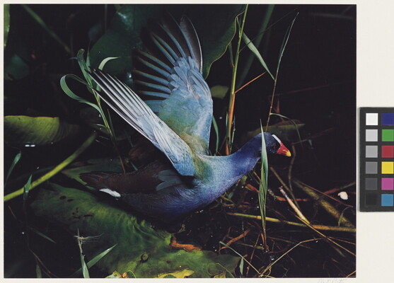 A color photograph of a iridescent blue bird with an orange and yellow beak, wings outstretched, in green foliage.