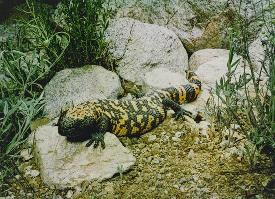 A color photograph of a large, black-and-yellow lizard on rocks.