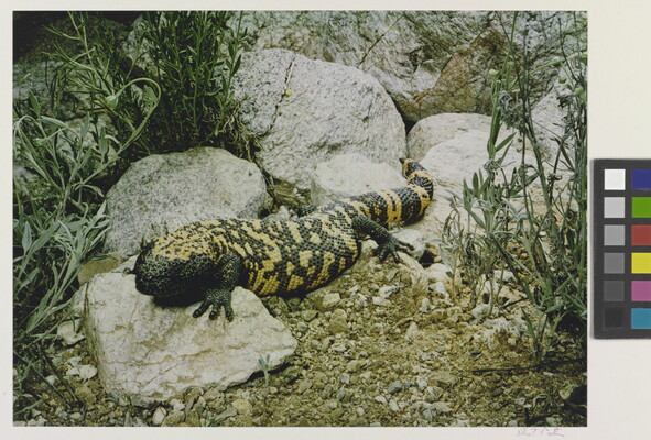 A color photograph of a large, black-and-yellow lizard on rocks.