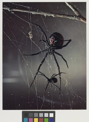 A color photograph of a large black widow showing the red hourglass on her abdomen and another a smaller black spider, both on a web.