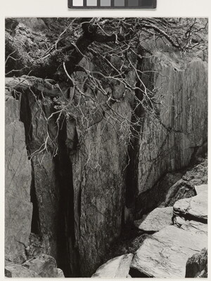A black-and-white photograph of a rocky cliff with a large tree growing precariously over the edge.