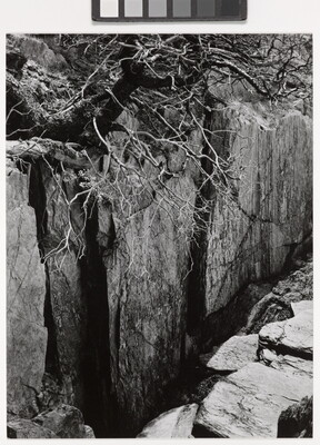 A black-and-white photograph of a rocky cliff with a large tree growing precariously over the edge.