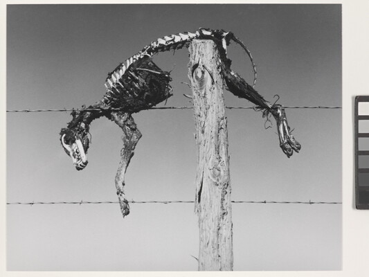 A black-and-white photograph of a coyote skeleton resting on top of a wooden fence post with barbed-wire.