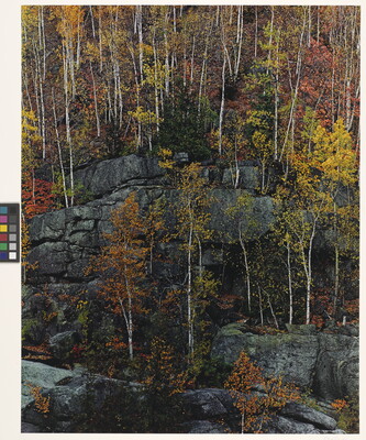 A color photograph of trees with yellow, red, orange, and green foliage growing on cliff ledges.
