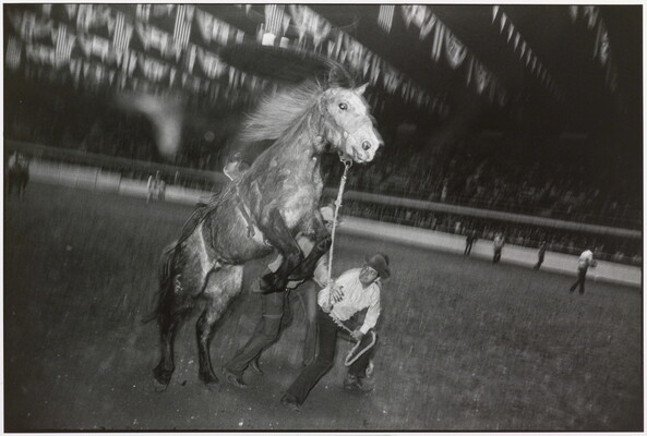 A black-and-white photograph of a man trying to control a rearing horse with a rope in an arena.
