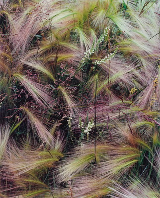 A color photograph of bunches of wispy pink, white, and green grasses growing next to several tiny conical white flowers.