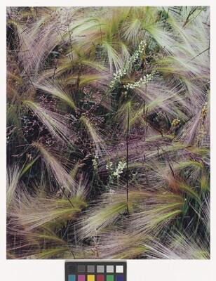 A color photograph of bunches of wispy pink, white, and green grasses growing next to several tiny conical white flowers.