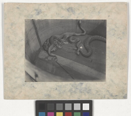 A black-and-white photograph of a several rattlesnakes in a wooden barrel.
