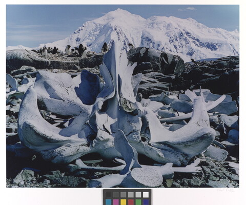 A color photograph of white whale bones on rocks and a large snowy mountain in the background.