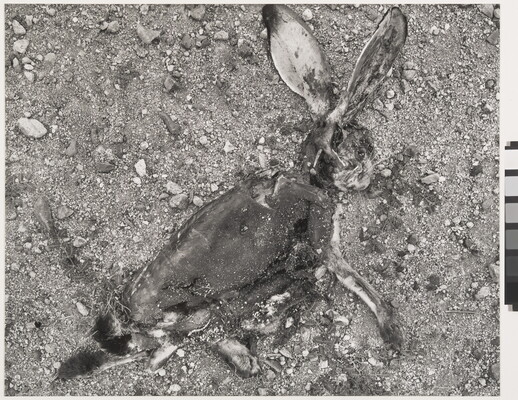 A black-and-white print of a decomposing jack rabbit on gravelly ground.