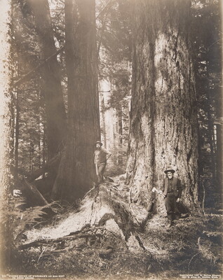 A black-and-white photograph of two White men standing in a forest of trees with enormous trunks.